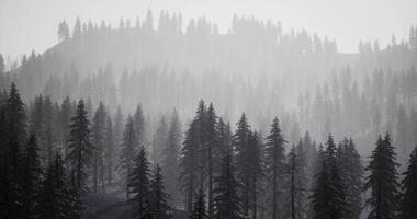 CGI Misty forest landscape with towering pine trees at dawn video
