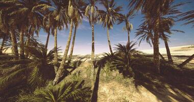 CGI Palm trees sway under clear sky in a serene desert landscape video