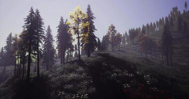 CGI Sunrise over a tranquil forest with mist and vibrant trees in the background video