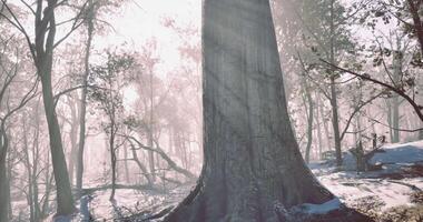 CGI Tall tree in winter forest with sunlight filtering through branches video