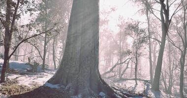 CGI A towering tree stands majestically in a tranquil forest scene video