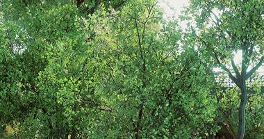 CGI Lush green trees under bright sunlight in a vibrant park setting video