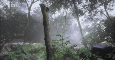 CGI Dense forest with mist creating a mysterious atmosphere in nature video