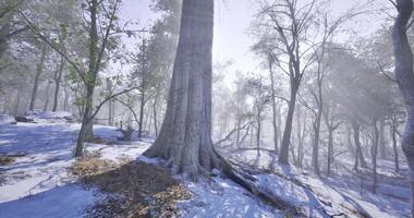 CGI Snowy forest landscape with tall trees and sunlight filtering through branches video