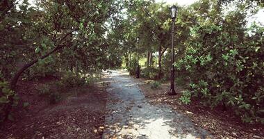 CGI Peaceful walking path through lush greenery in a tranquil park video