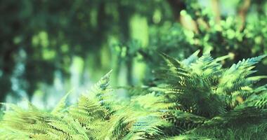 CGI Lush green ferns thrive in a tranquil forest setting during a sunny afternoon video