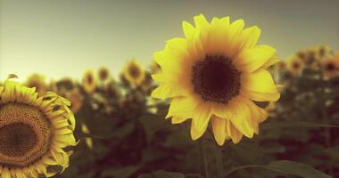 CGI Sunflower field during golden hour with vibrant blooms and soft light video