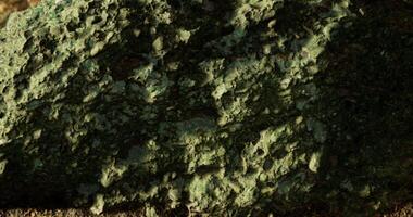 CGI Textured green rock surface with intricate details in natural setting video