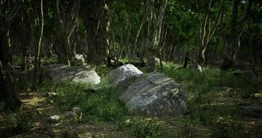 CGI Serene forest setting with large rocks and lush greenery in daylight video