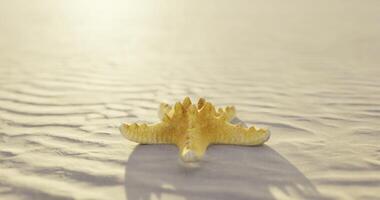 CGI Starfish resting on sandy shore during sunset with gentle waves video