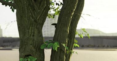 CGI Tree trunk with fresh green leaves in urban setting during daylight video