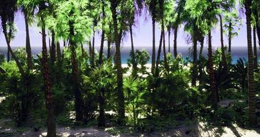 CGI Lush tropical paradise with palm trees and beach view under bright sky video