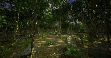 CGI Lush forest landscape with sunlight filtering through dense trees video