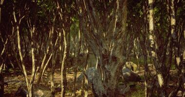 CGI Exploring a dense forest with sunlit trees and rugged terrain video