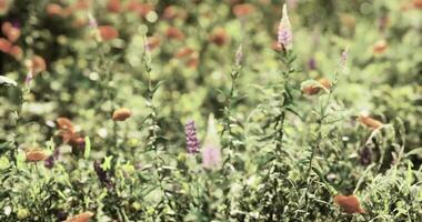CGI Colorful wildflowers bloom in a vibrant meadow during the day video