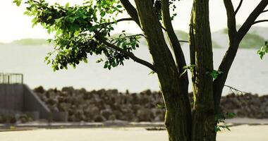 CGI Lush green tree with vibrant leaves overlooking a serene waterfront area video