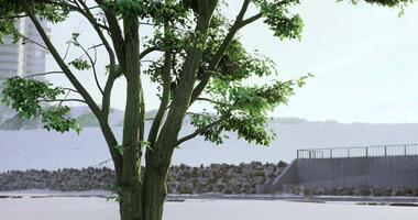 CGI Tree stands in serene area near rocky barrier with buildings in background video