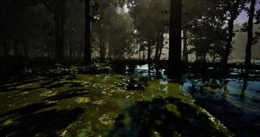 CGI Serene forest landscape with sunlight filtering through trees and water video