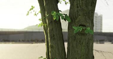 CGI View of twin tree trunks with fresh green leaves in a calm outdoor area video