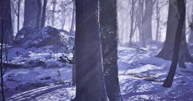CGI Winter landscape with tall trees and sunlight filtering through branches video