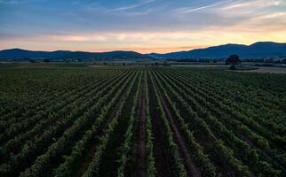 Aerial view of vineyard rows under a colorful sky at dusk with mountains in the distance landscape scene photo