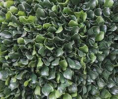 A close up view of a dense green plant with small rounded leaves filling the entire frame densely packed photo