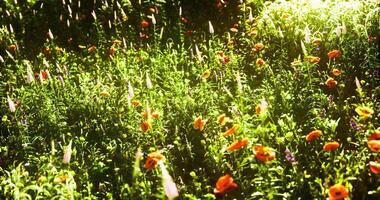 CGI Vibrant wildflower field in full bloom under bright sunlight during spring video