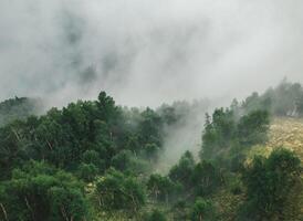 A view of dense green trees covered in thick fog on a hillside on an overcast day in a natural setting photo