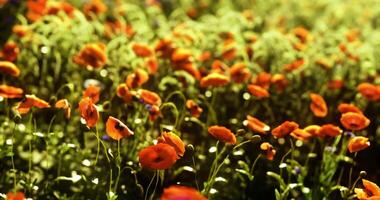CGI Bright poppy fields bloom under warm sunlight in a tranquil landscape video