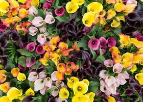 Overhead view of a vibrant mix of colorful calla lilies in full bloom with lush green foliage around them photo