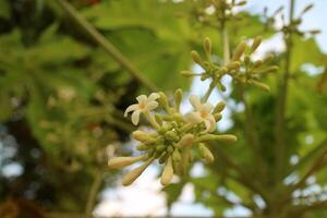 Papaya Flowers Close Up with Green Leaves photo