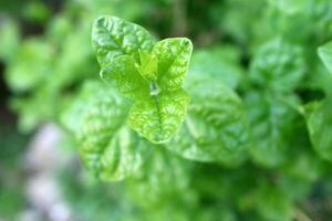 Close Up of Fresh Mint Leaves photo