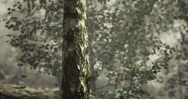CGI Exploration of a tranquil forest with a focus on textured tree bark video