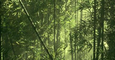 CGI Bamboo forest with sunlight filtering through leaves in a serene setting video