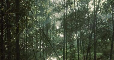 CGI Lush bamboo forest with soft sunlight filtering through foliage video