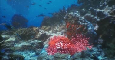 CGI Colorful coral reef bustling with marine life in a clear tropical ocean video