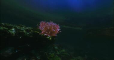 CGI Vibrant coral thriving underwater in serene ocean environment video