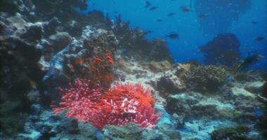 CGI Coral reef ecosystem thriving with colorful marine life under clear blue water video