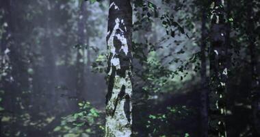 CGI Nature features a serene forest with tall trees and soft sunlight video