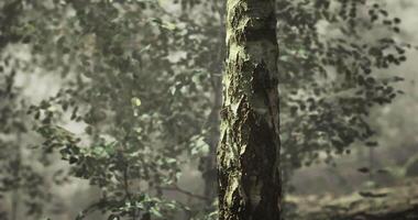 CGI Nature setting with tree trunk and lush greenery in tranquil surroundings video