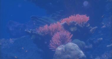 CGI Coral reef underwater ecosystem showcasing vibrant pink anemones and fish video