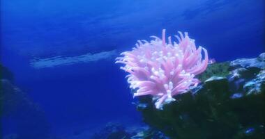 CGI Underwater view of colorful coral in a vibrant ocean setting video