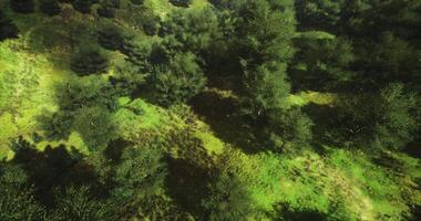 CGI Lush green forest with sunlight creating dynamic shadows in a vibrant ecosystem video