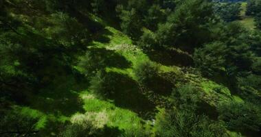 CGI Lush green landscape with sunlight and tree shadows in natural setting video
