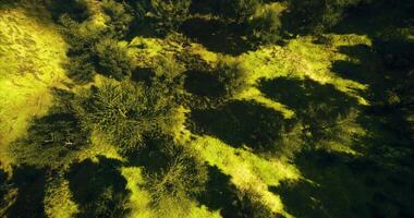CGI Lush green forest floor with patterns of light and shadow during midday video