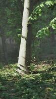 Tropical-themed CGI Sun rays flowing through the tree trunks of the evergreen forest video