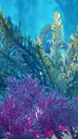 CGI underwater coral reef with sun rays video