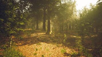 The CGI Sunlight filtering through trees in a serene forest during morning hours video