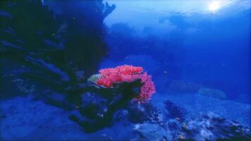 CGI Vibrant coral reef teeming with marine life in clear blue water video