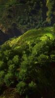 Peaceful CGI tropical forest in morning view of highland Malaysia video